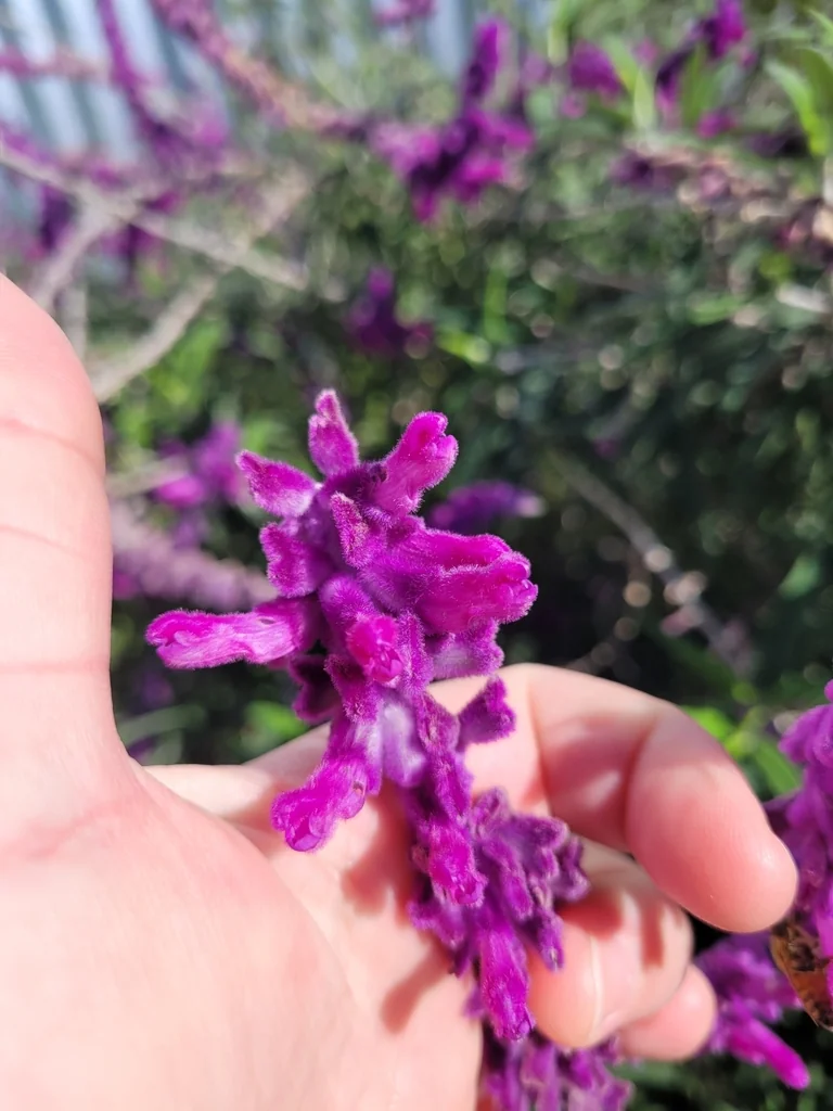Salvia Leucantha
