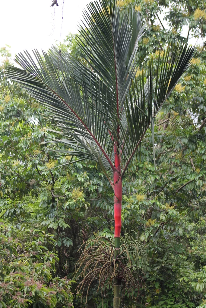 Cyrtostachys Renda