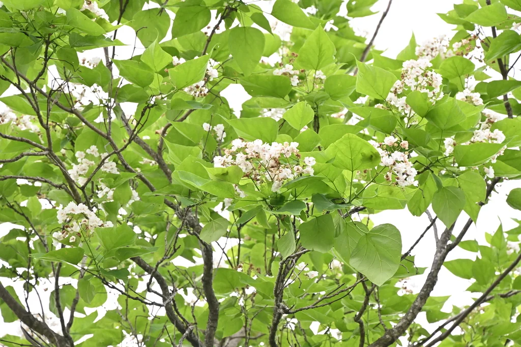 Catalpa Bignonioides