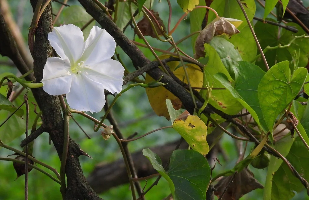 Ipomoea Alba