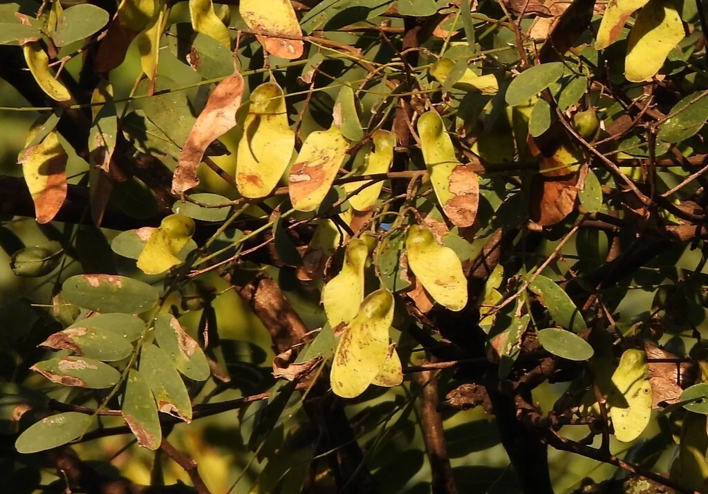 Tipuana Tipu