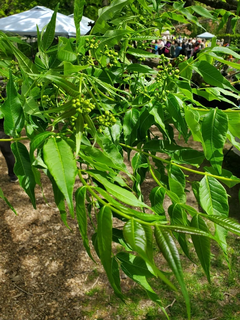 Phellodendron Amurense