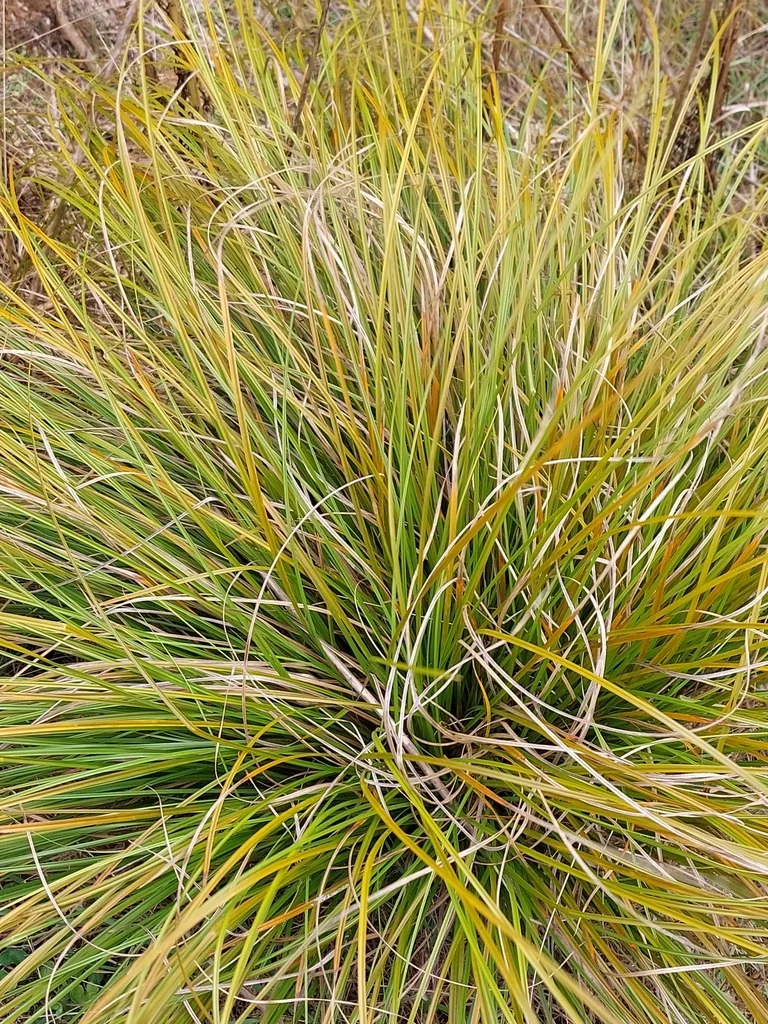 Carex Testacea
