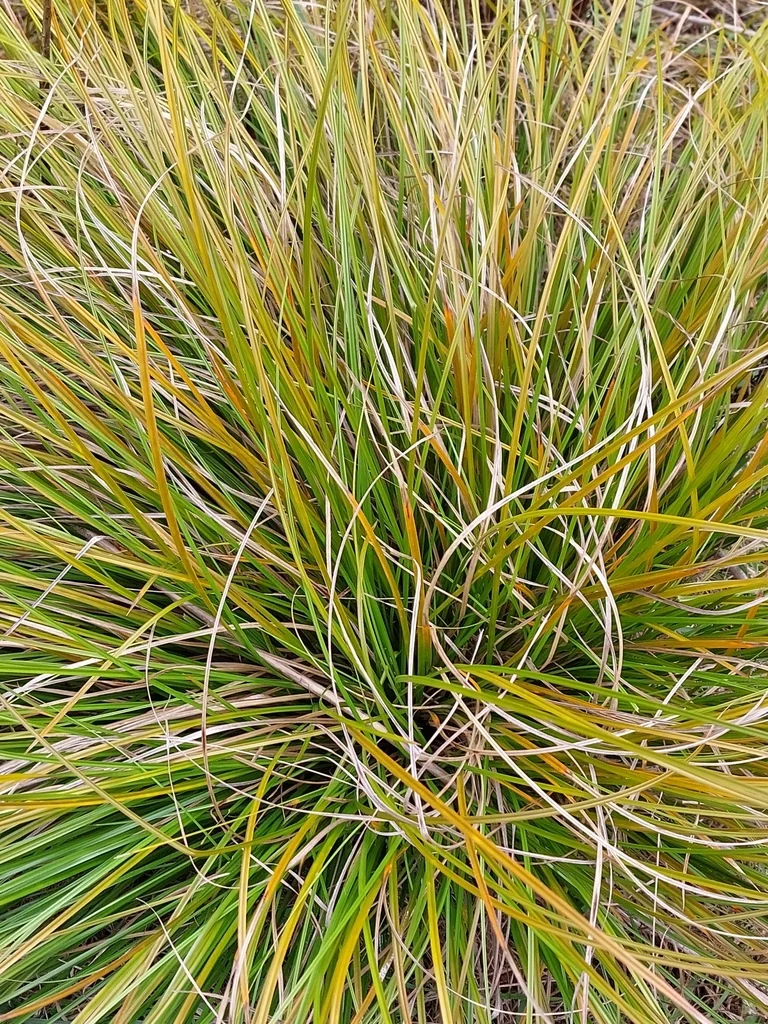 Carex Testacea