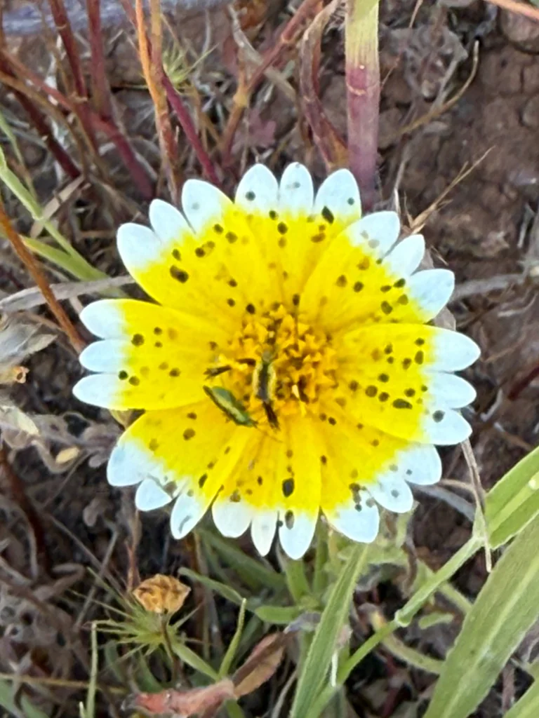 Layia Platyglossa