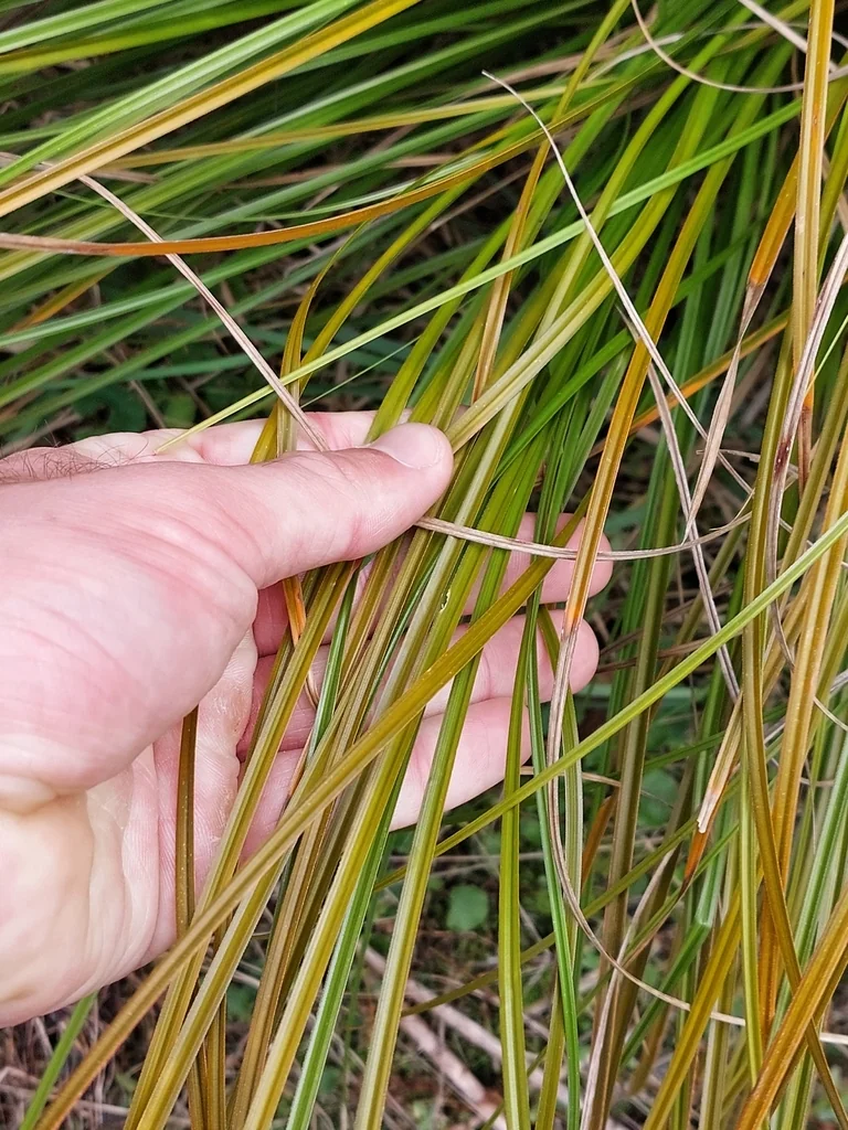 Carex Testacea