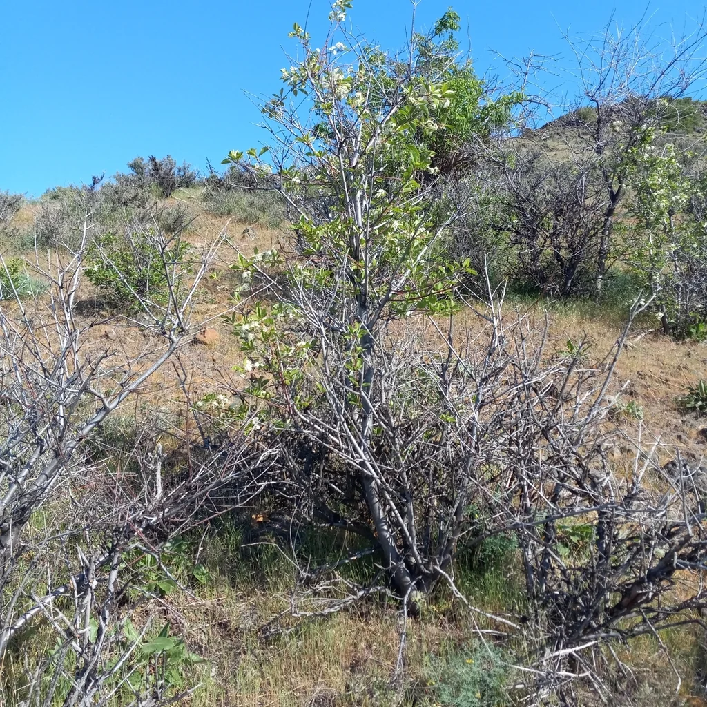 Prunus Emarginata