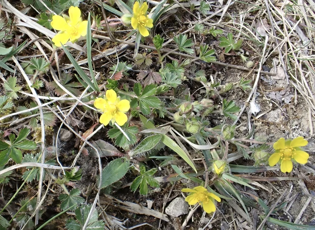 Potentilla Neumanniana