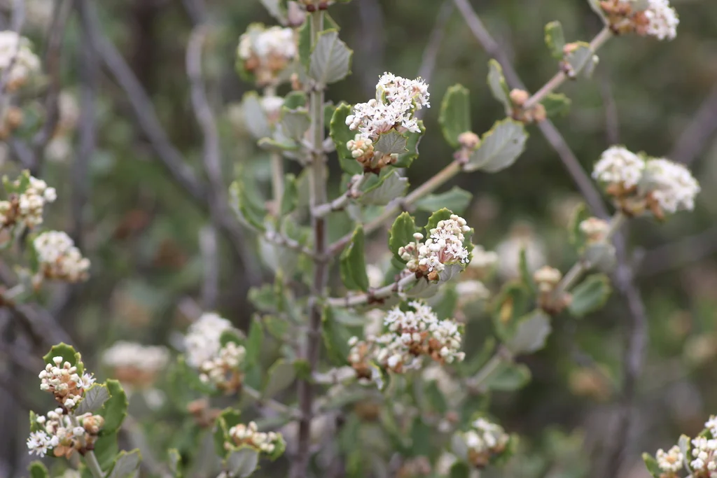 Ceanothus Crassifolius