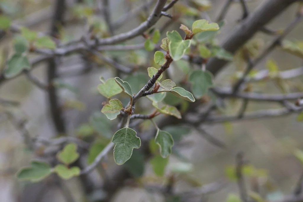 Fremontodendron Californicum