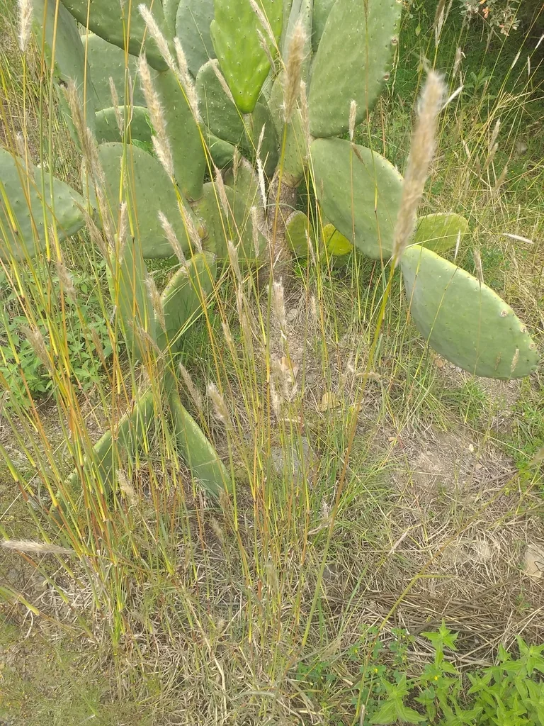 Bothriochloa Barbinodis