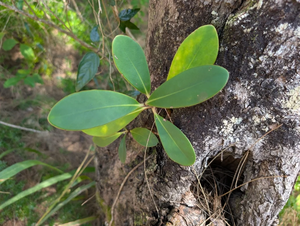 Clusia rosea