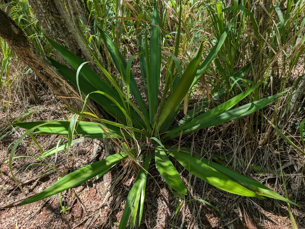 Furcraea Foetida