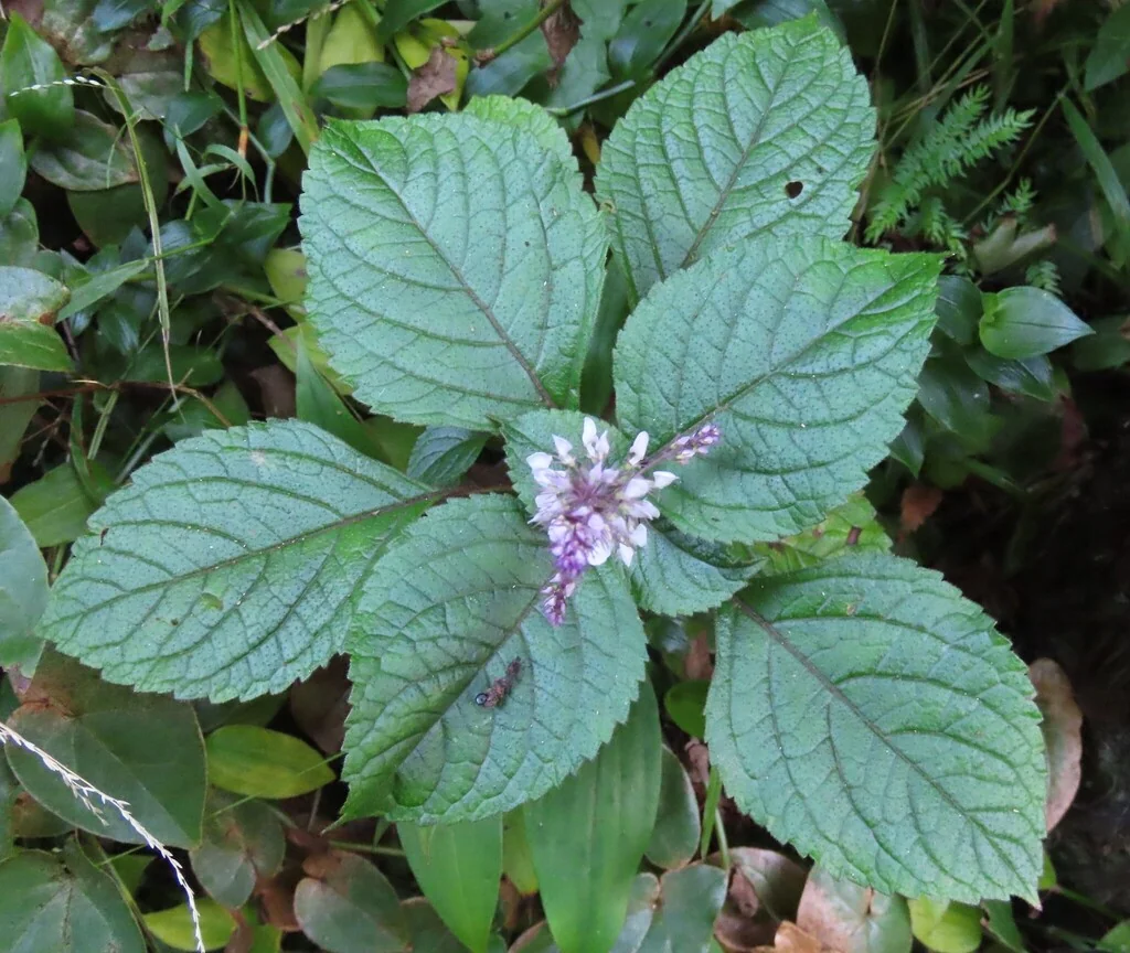 Plectranthus ciliatus