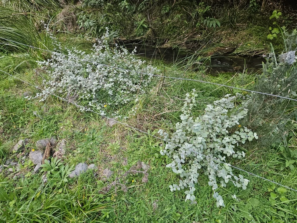 Helichrysum petiolare
