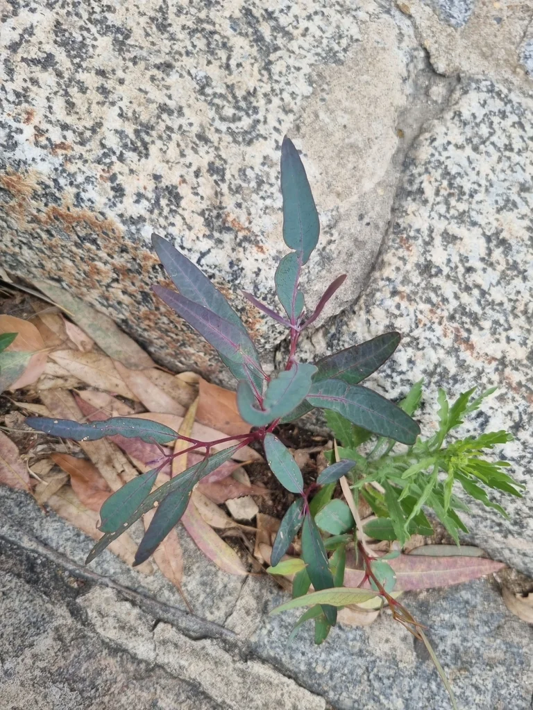 Eucalyptus Camaldulensis