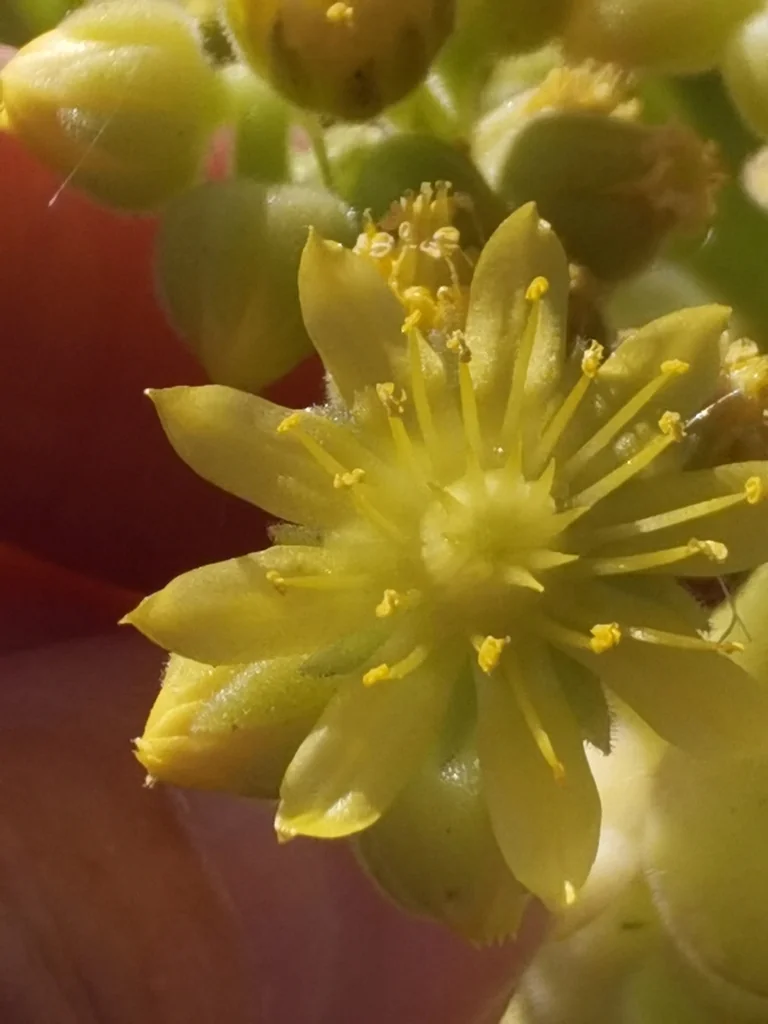 Aeonium Canariense