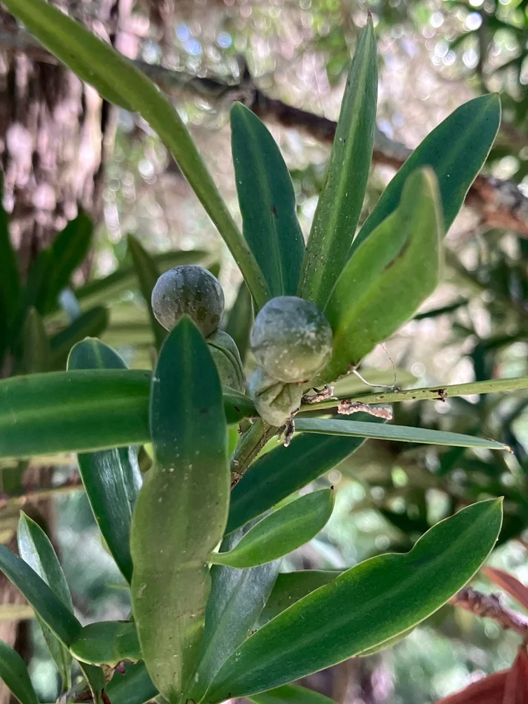 Podocarpus Latifolius