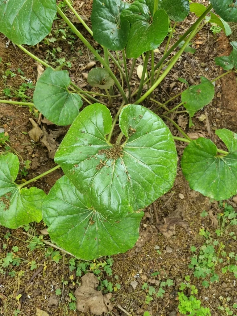 Farfugium Japonicum
