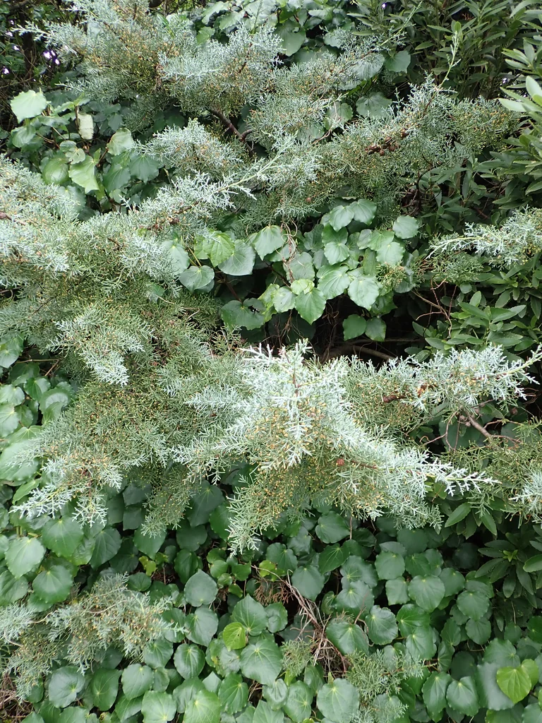 Cupressus Arizonica