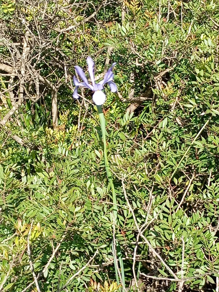 Iris Xiphium