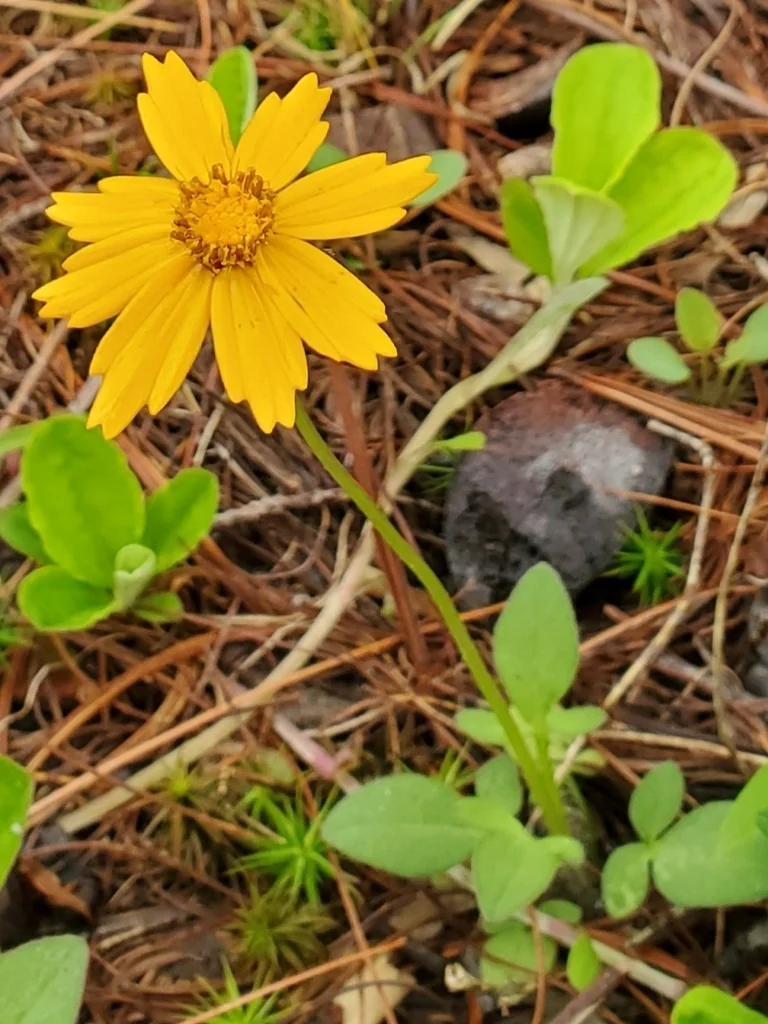 Coreopsis Auriculata