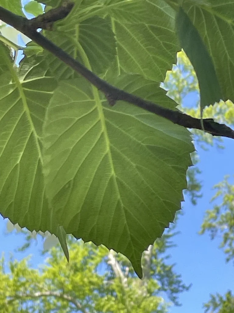 Davidia Involucrata