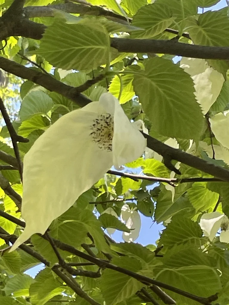 Davidia Involucrata