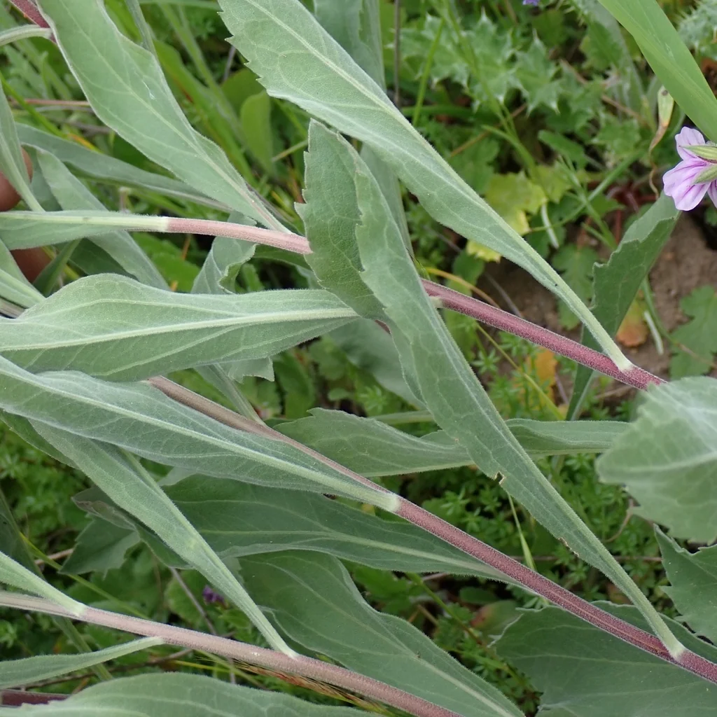 Solidago Californica