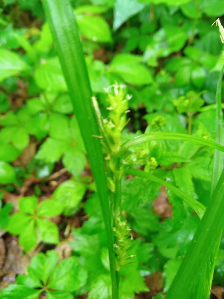 Carex Amphibola