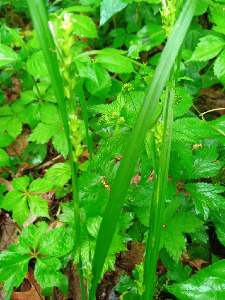 Carex Amphibola