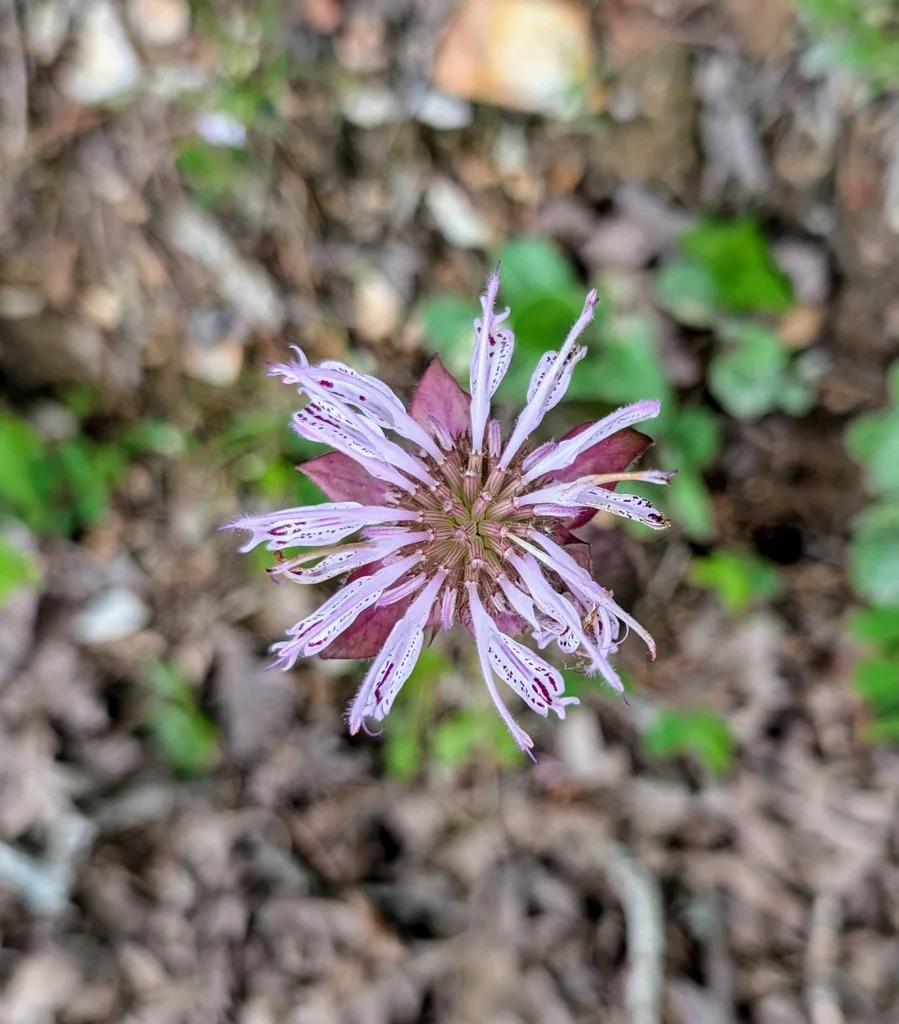 Monarda Bradburiana