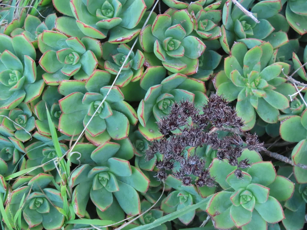 Aeonium Haworthii