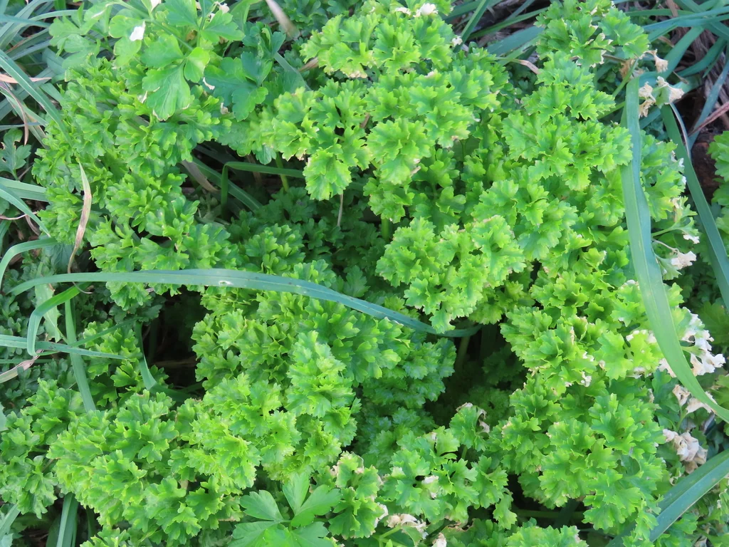 Petroselinum Crispum