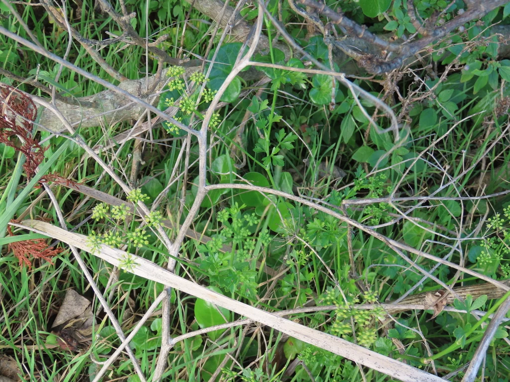 Petroselinum Crispum