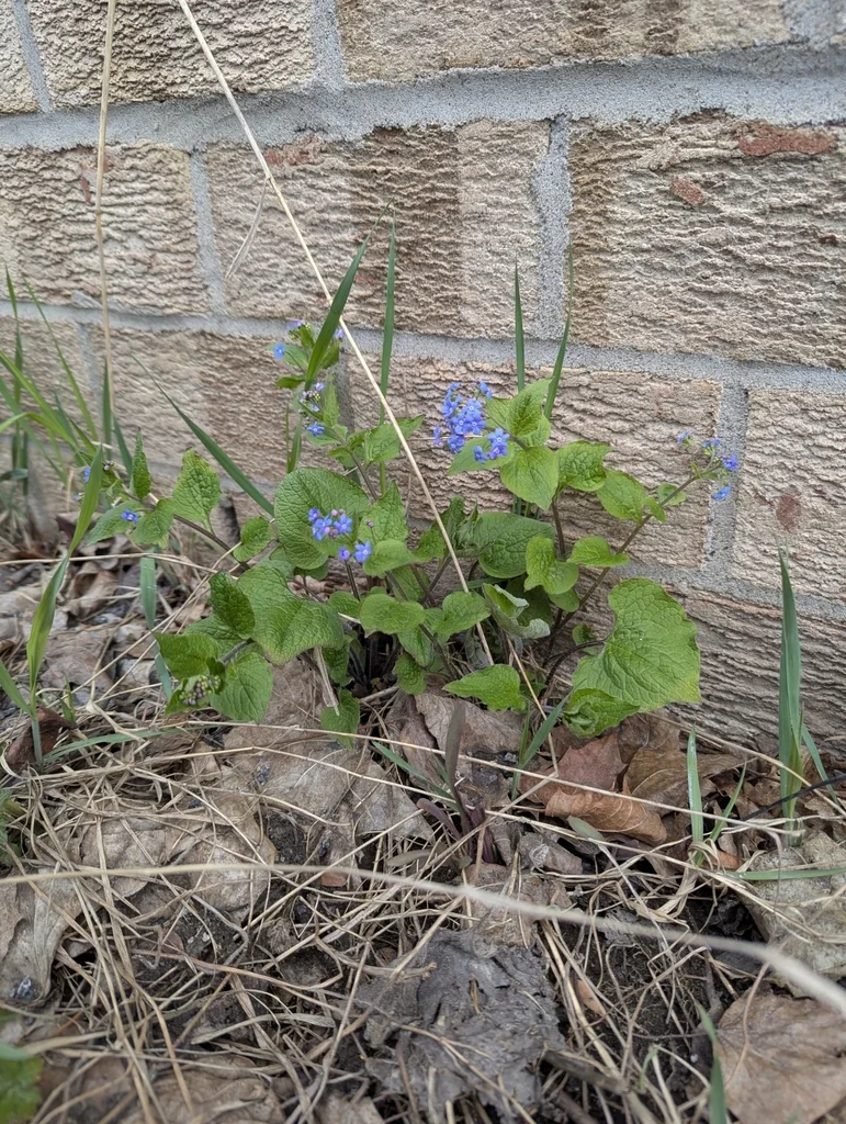 Brunnera macrophylla