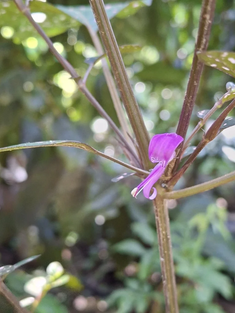 Hypoestes phyllostachya