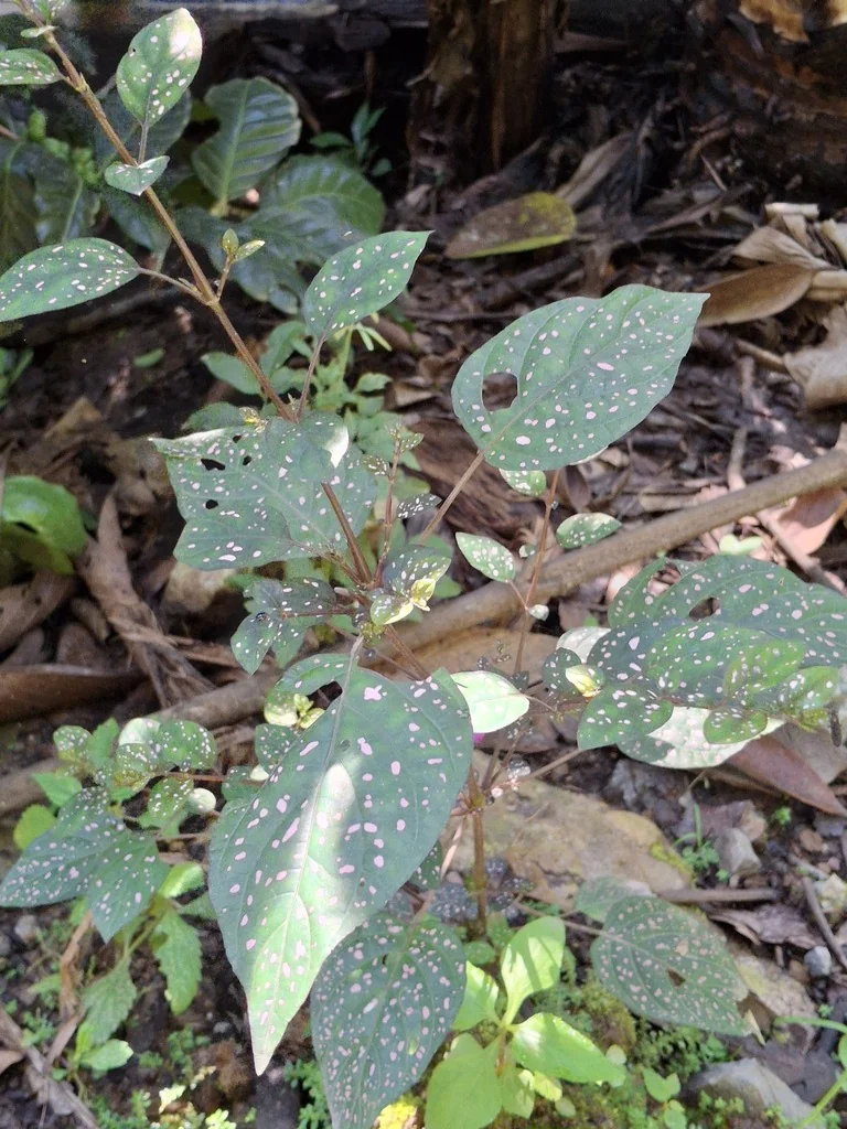 Hypoestes phyllostachya