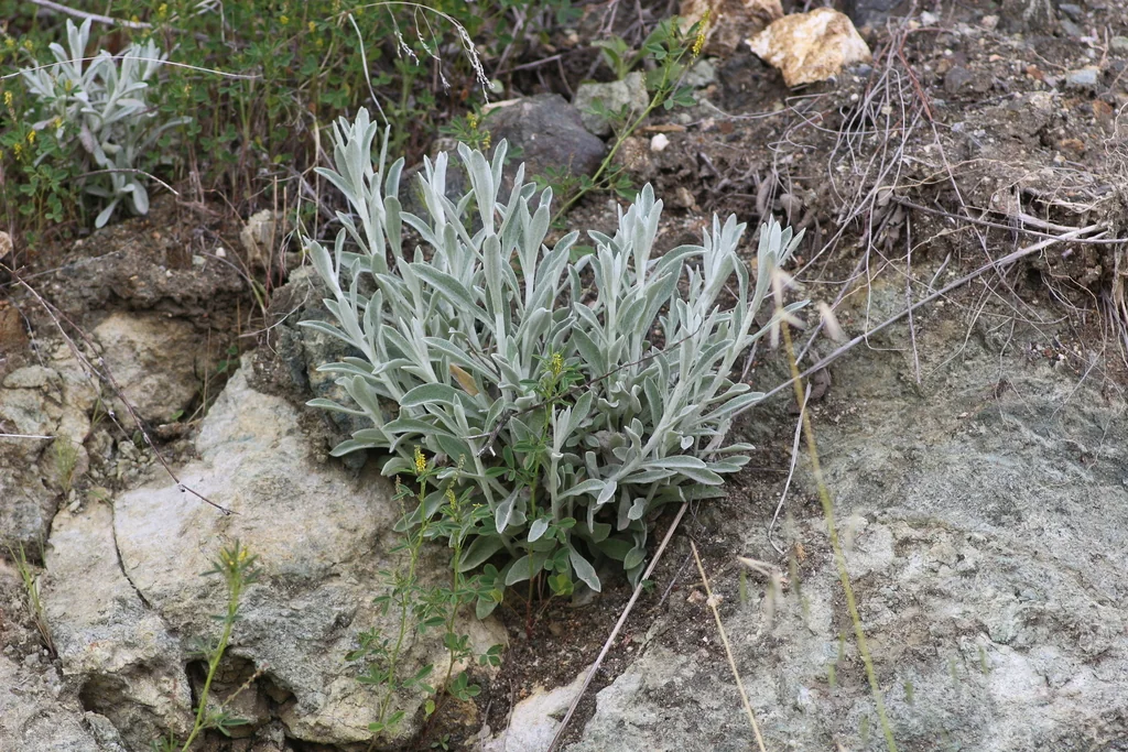 Pseudognaphalium Microcephalum