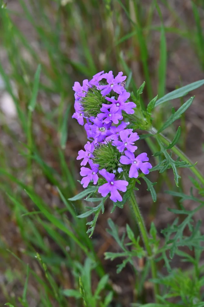 Glandularia Pulchella