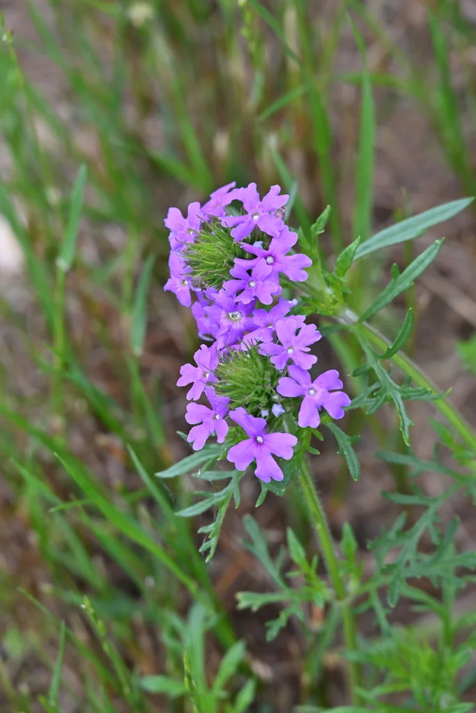 Glandularia Pulchella