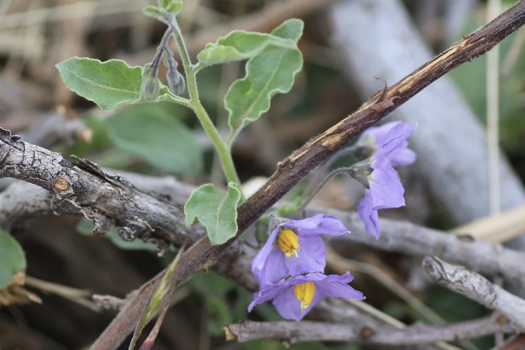 Solanum Xanti
