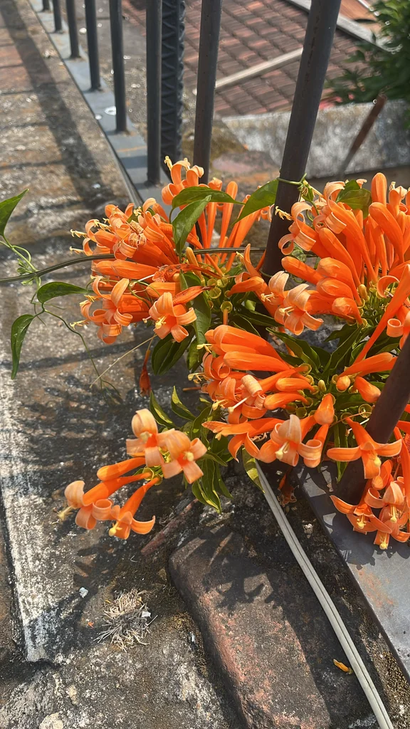 Pyrostegia Venusta