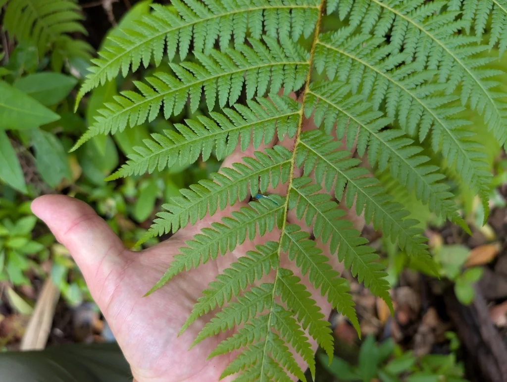 Cyathea cooperi