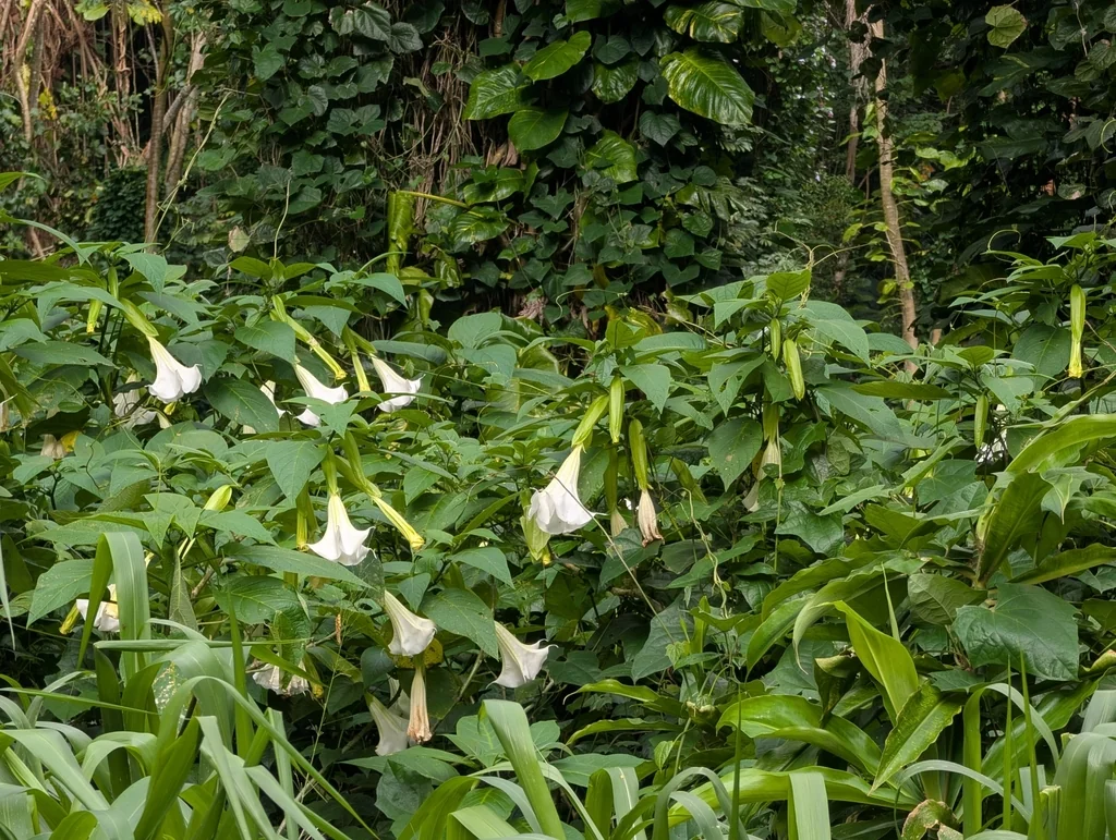 Brugmansia Suaveolens
