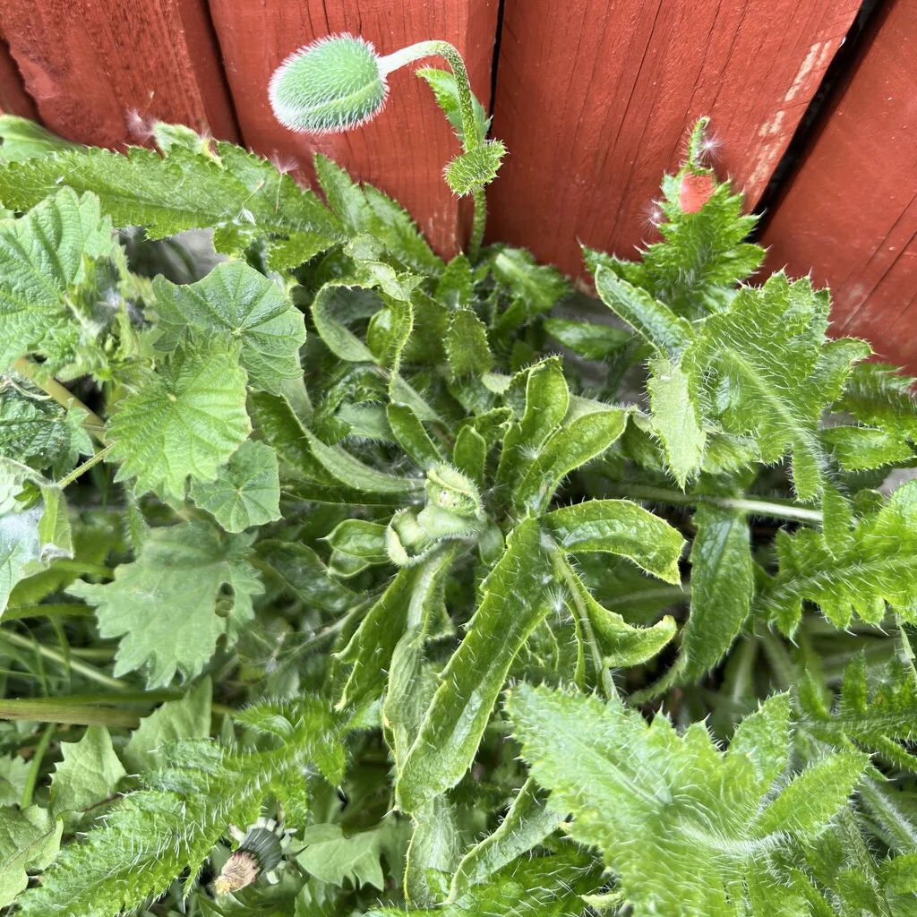 Papaver Orientale