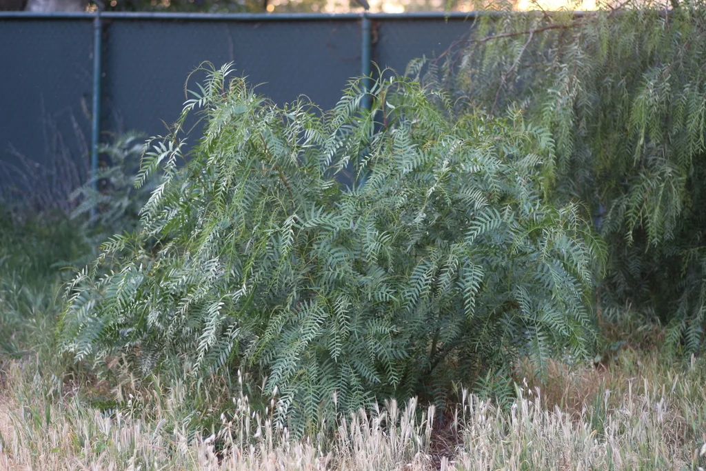 Schinus Molle