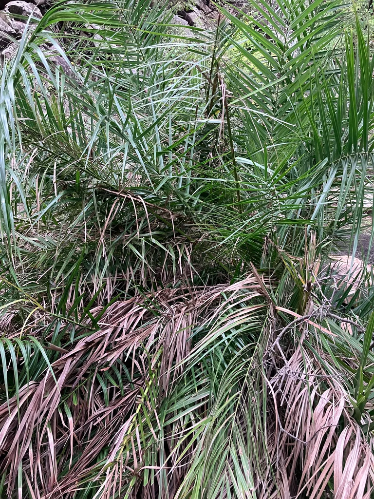 Phoenix reclinata