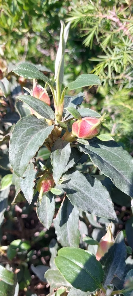 Cistus Laurifolius