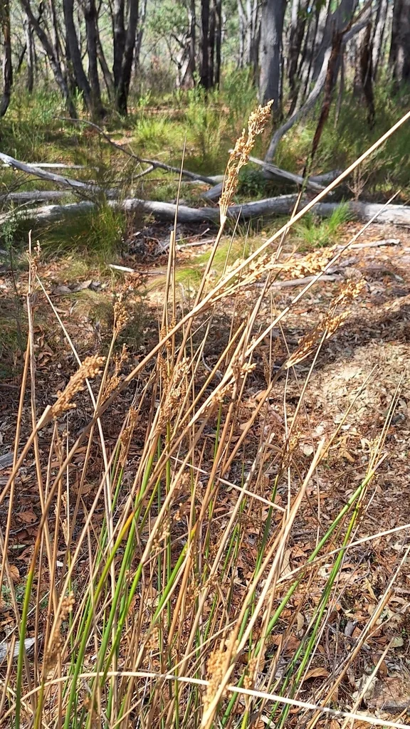 Juncus Pallidus